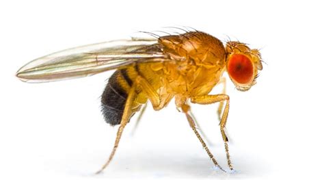 Drosophila Melanogaster The Wonder Fly
