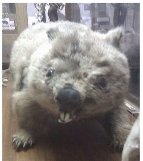 Creepy Taxidermy Fails Gallery Ebaums World