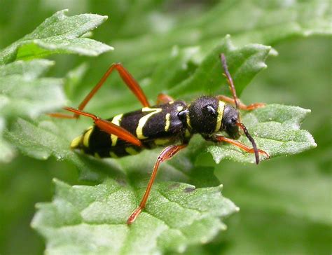 The Square Metre At Tq 78286 18846 Wet Wasp Beetle