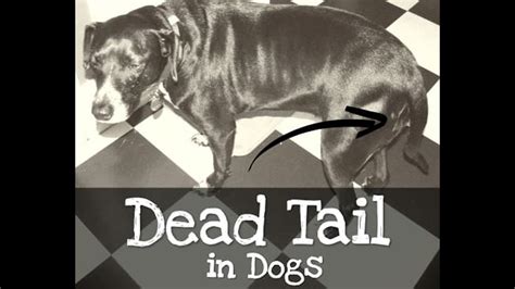 Dead Tail In Dogs The Buzby Dog Podcast Youtube