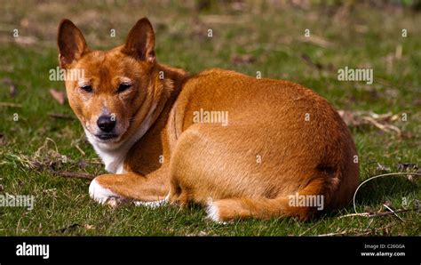 Basenji Dog Relaxing Stock Photo Alamy
