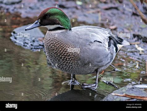 Falcated Teal Anas Falcatamale In Breeding Plumage Wwt Martin Mere