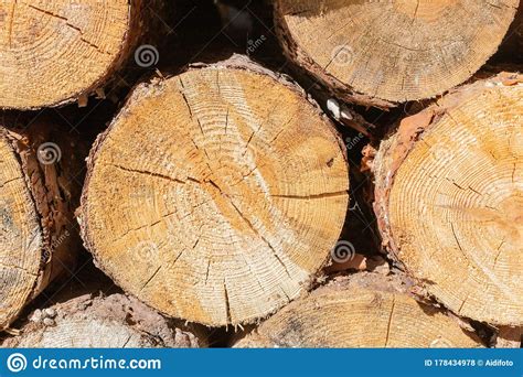 Cross Section Of A Pine Trunk Stock Photo Image Of