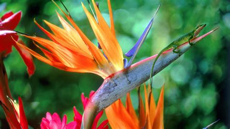 10 Greatest Birds Of Paradise Flower Desktop Wallpaper You Can Use It