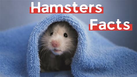 11 Amazing Hamster Facts You Didnt Know Must Check 3 Youtube
