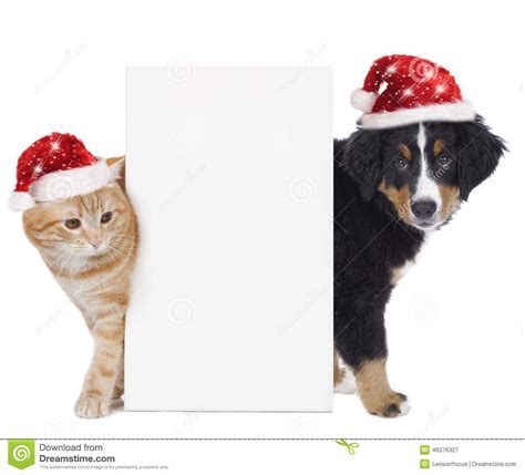 Cat And Dog With Santa Hat Stock Image Image Of Looking 46276327