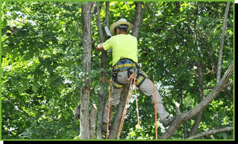 Noel's service will be held at 2.30pm on thursday 29th june 2021. Tree Removal in West Virginia | Noel's Tree Service