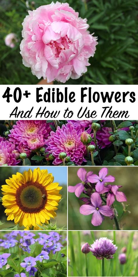40 Edible Flowers And How To Use Them Edible Flowers Recipes