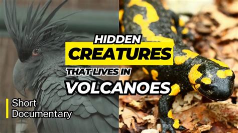 Animals That Live In Volcanoes Short Documentary Youtube