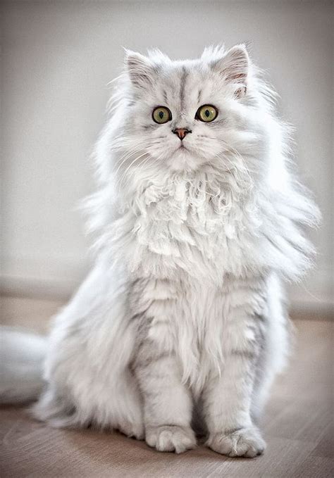 Persian Cat Personality Temperament Pets Lovers
