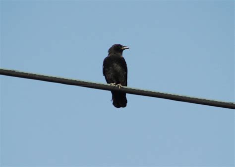 Posing Crow1 Just Sittin Menolly1 Flickr