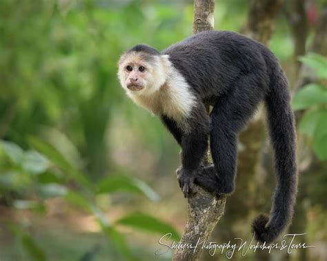 White Headed Capuchin Monkey Shetzers Photography