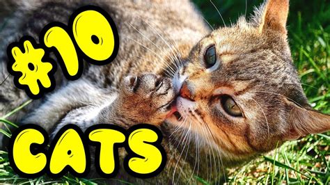 Cats Stories 10 Funny And Clever Adventures Of Kittens 2020 Youtube