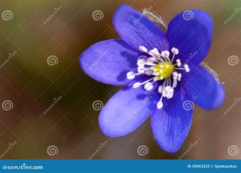 Violet Flower Macro Stock Image Image Of Beauty Blooming 39063325