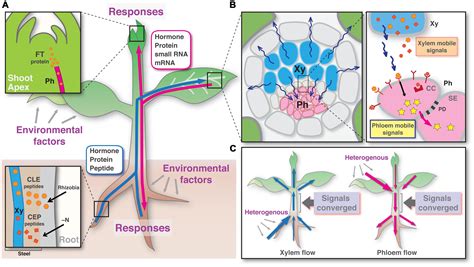 Frontiers Dynamics Of Long Distance Signaling Via Plant
