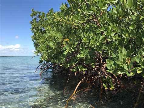 Bimini Mangrove Restoration Bahamas — Lillian Ball Waterwash
