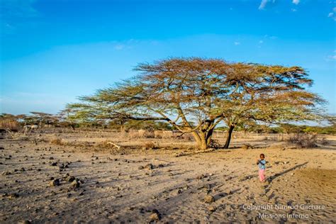 Giant Baeutiful Acacia Tree Olturot Marsabit Northern Kenya