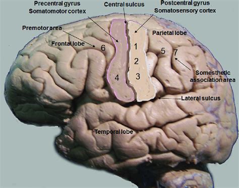 Lateral View Of An Anatomical Specimen Brain Highlighting The