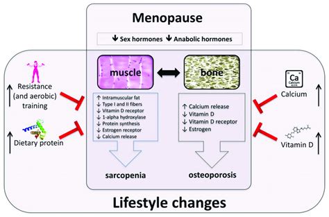 Menopause Related Factors Affecting Muscle And Bone And Their Possible Download Scientific