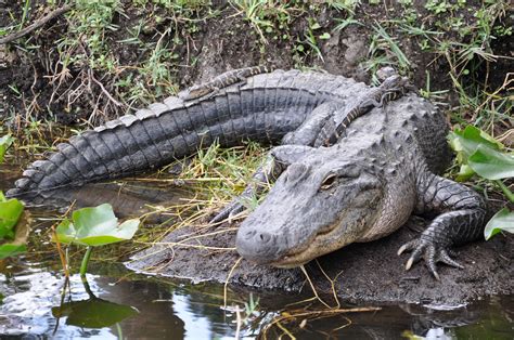 Everglades Safari Park