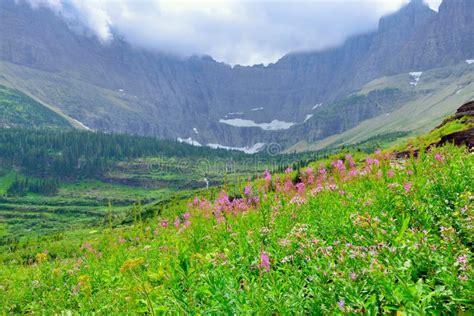 Wild Alpine Flowers On The Glacier National Park Landscape Stock Photo