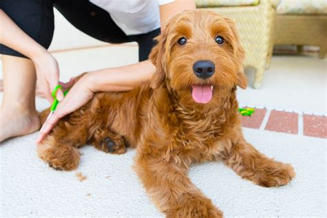 Looking for a mini goldendoodle puppy? 6 Genius Ways to Save Money on Puppy Grooming | Thrifty ...