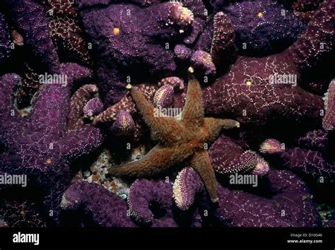 Ochre Sea Stars Pisaster Ochraceus Feeding On Barnacles Vancouver