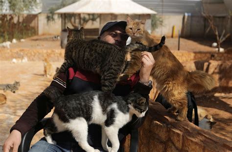 Syrian Cat Sanctuary Home To Over 1000 Felines Stranded By War Daily