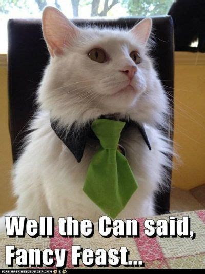 Collect The New Funny Thank You Cat Memes Hilarious Pets Pictures