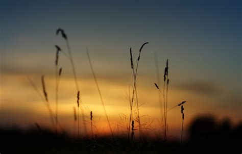 Wallpaper Nature Sunrise Grass Plant Morning Dawn Silhouette