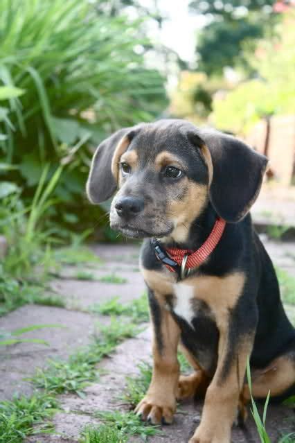 I Am Guessing This Is What Lilly Looked Like As A Puppy Black And Tan