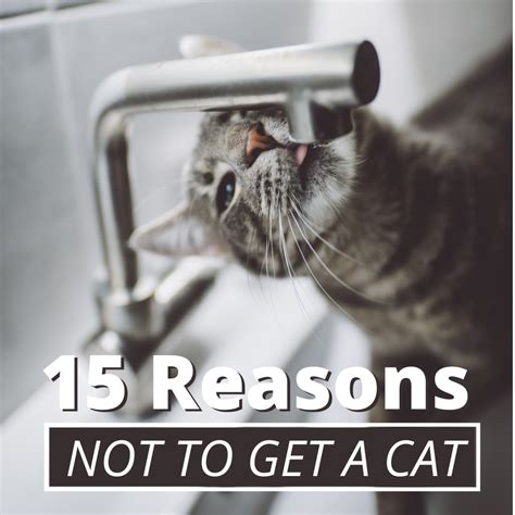 15 Reasons Not To Have A Pet Cat Pethelpful