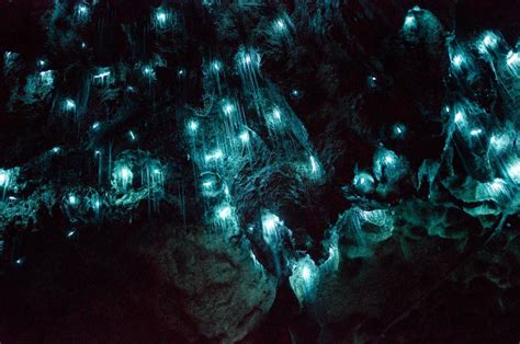 10 Amazing Places To See Glow Worms In Caves
