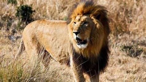 Vida Selvagem Na África Do Sul Documentário Animal Dublado 2020 Com