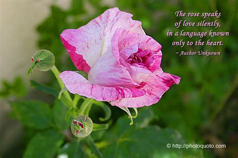 Flowers always make people better, happier, and more helpful; Quotes about Rose flower (57 quotes)