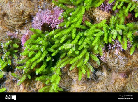 Bottlebrush Green Seaweed Caulerpa Webbiana Hi Res Stock Photography