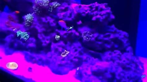 210 Gallon Reef Tank Youtube