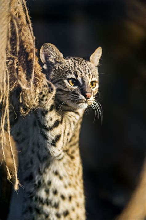 This generator generates a random fact from a large database on a chosen topic everytime you visit this page. Andean Cat Endangered Facts. Andean Mountain Cat Facts ...