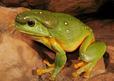 Australian Amphibians List With Pictures And Facts The Amazing Frogs Of