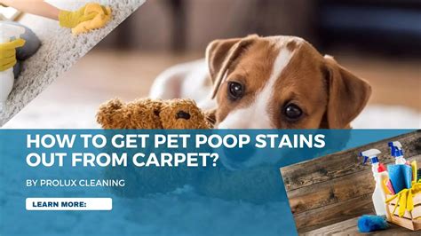 How To Clean Pet Diarrhea From Carpet Prolux Cleaning