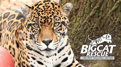 Big Cat Rescue Unchainedtv