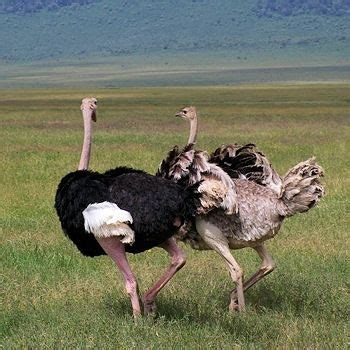 Eighteen species have not been recorded in the wild since 1950. Animaux - Oiseaux - L'autruche