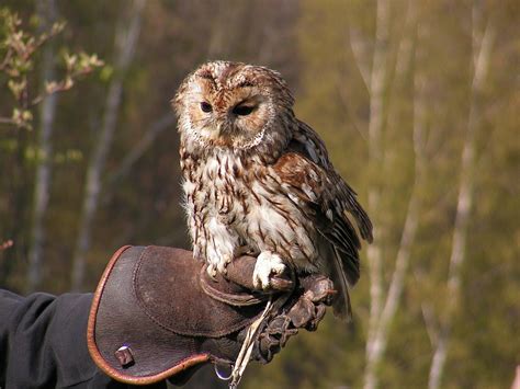 Free Photo Tawny Owl Owl Falconry Gloves Free Image On Pixabay