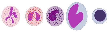 A White Blood Cell Classifications Of Normal Blood Smear A