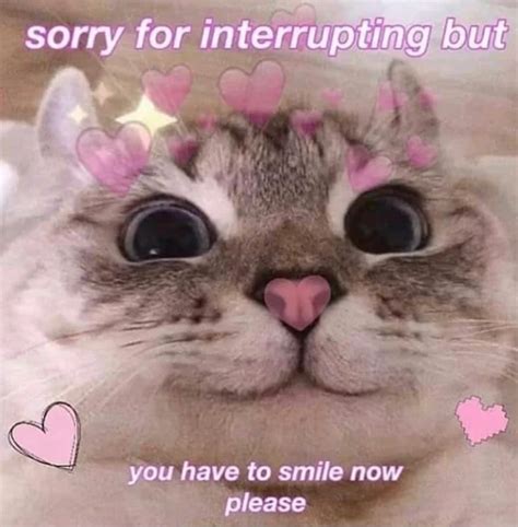 happy kitty r wholesomememes wholesome memes cat memes cute love memes cute cat memes