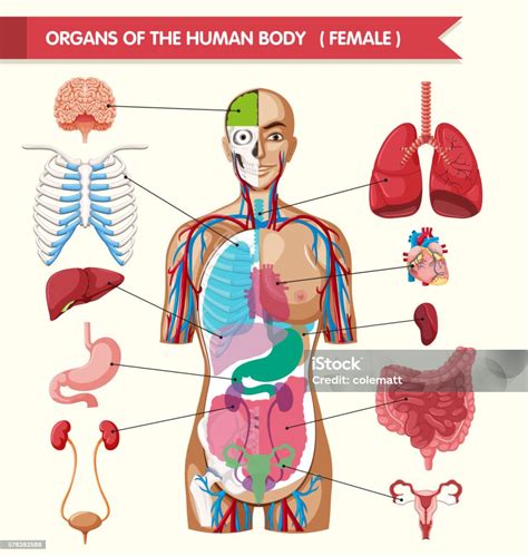 Organs Of The Human Body Diagram Stock Vector Art IStock