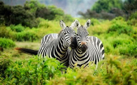 Zebra Wildlife Africa Kenya Safari Green Trees Savannah Hd