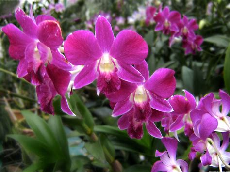 Orchid Flowers The Beauty Plus The Increasingly Rare Life Is Beautiful