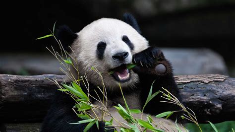 Live A Virtual Encounter With Giant Pandas Ep 23 Cgtn