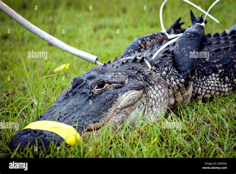 An Alligator Bound And Tied Ready For Transportation After Being